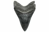 Fossil Megalodon Tooth - South Carolina #236262-1